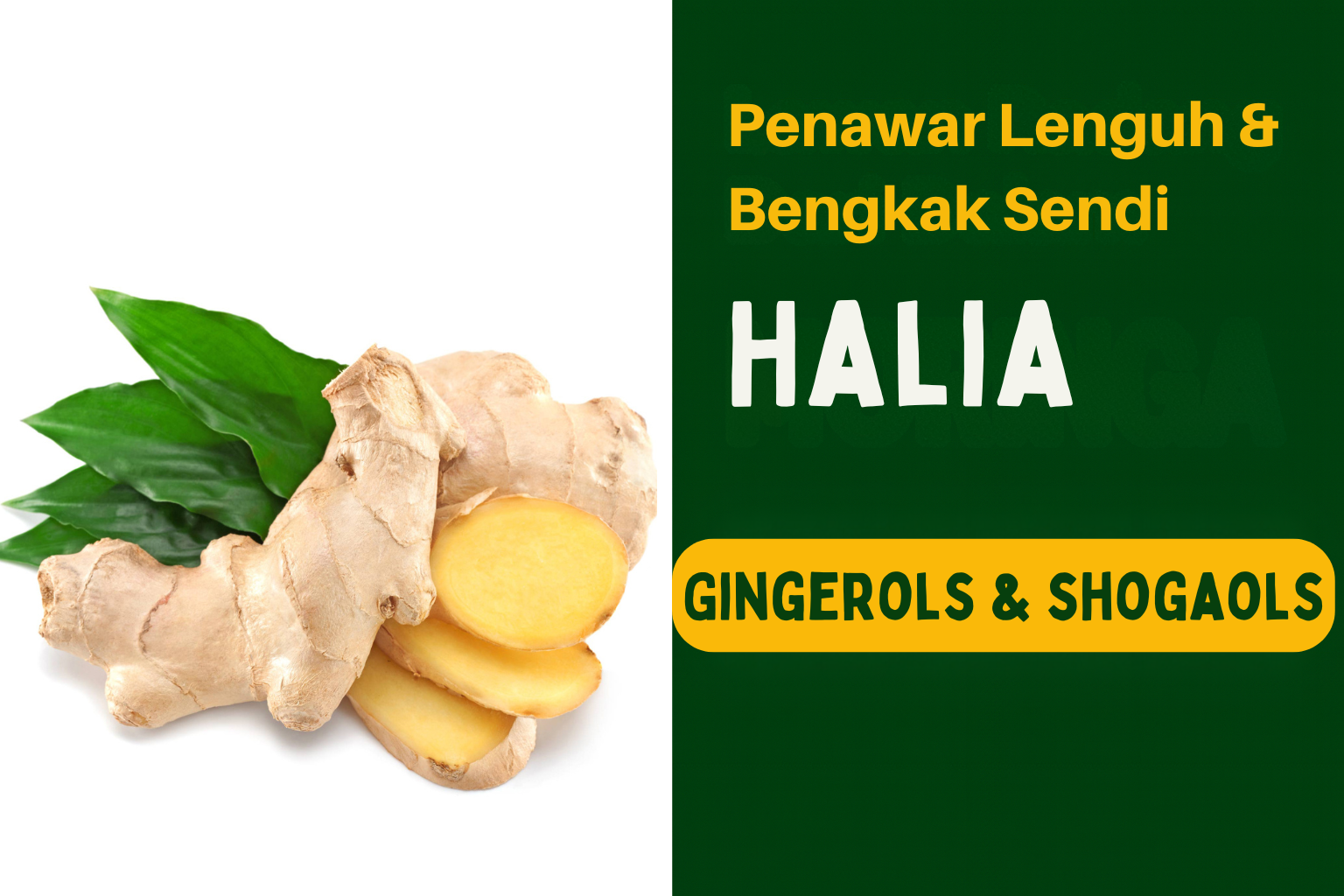 Halia - Penawar Lenguh